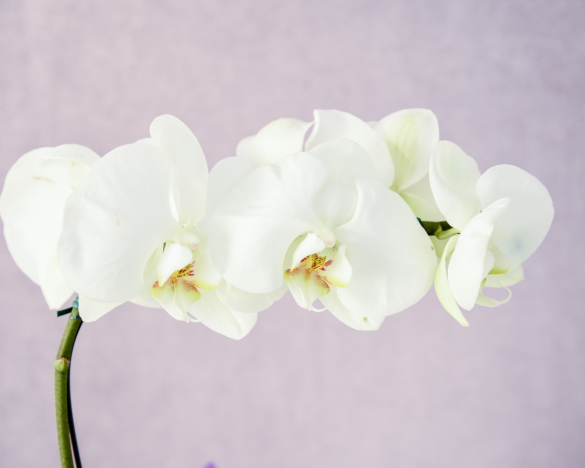 Elegância Branca - Image 2